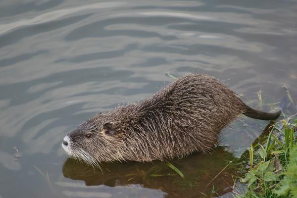 Tipos de roedores - Coipo (Myocastor coypus) 