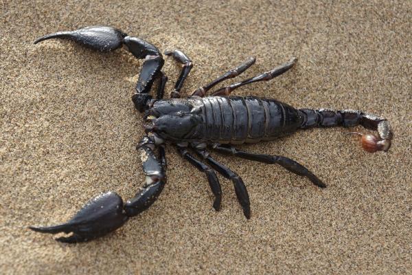 Animales con exoesqueleto - Escorpiones (Scorpiones)