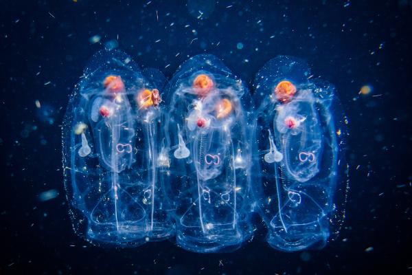 Salpas: qué son y características - Características de las salpas