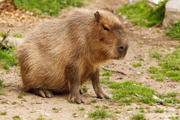 Tipos de roedores - Carpincho (Hydrochoerus hydrochaeris)