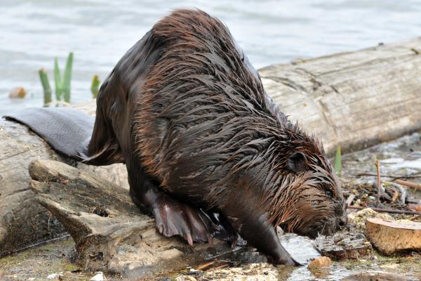 Tipos de roedores - Castor americano (Castor canadensis)