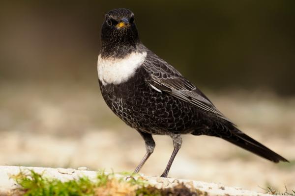 黑鸟的种类 - 白顶黑鸟 (Turdus torquatus)