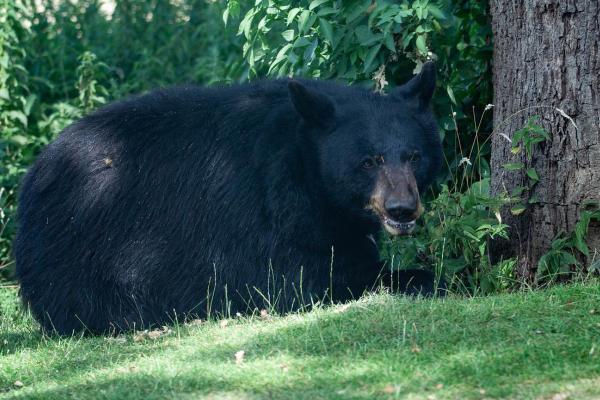 熊的种类 - 美洲黑熊（Ursus americanus）