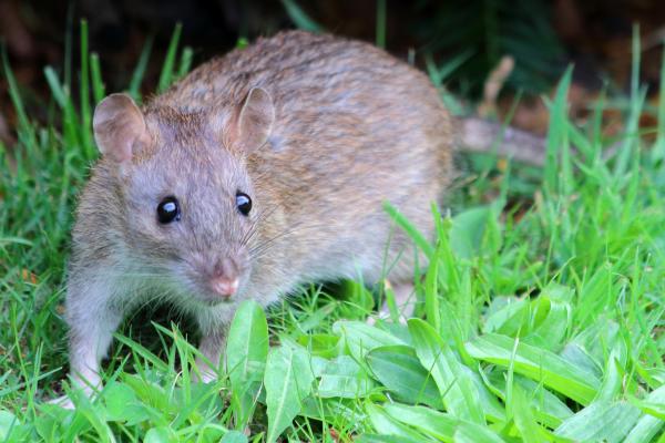 Tipos de roedores - Rata gris (Rattus norvegicus)