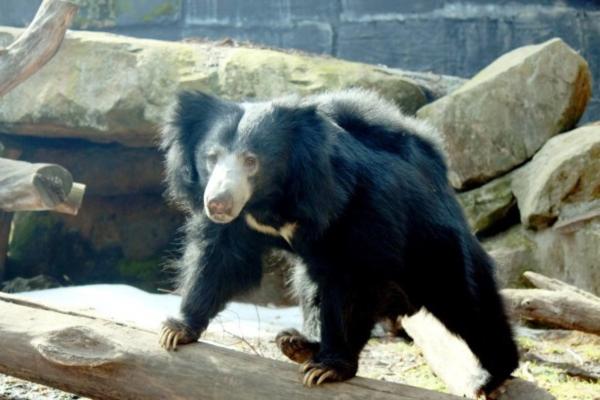 熊的种类 - 懒熊（Melursus ursinus）