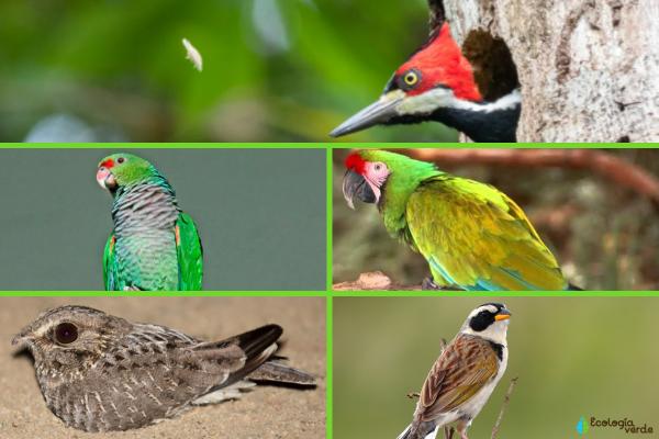 Aves de Argentina - 