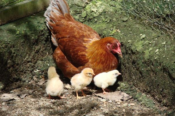 Animales bípedos: definición y ejemplos - Gallina (Gallus gallus domesticus)