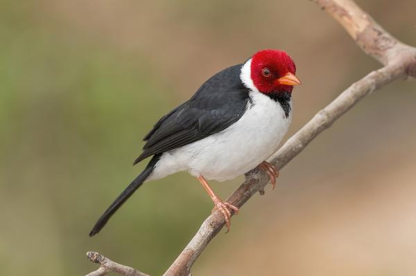 Aves de Argentina - Cardenilla 