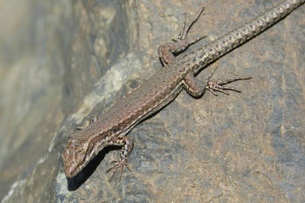 Animales que se regeneran - Lagartijas (suborden Lacertilia)