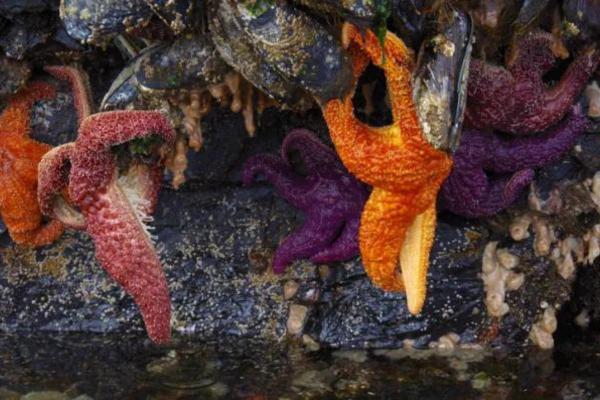 Animales que se regeneran - Estrella de mar (Linckia guildinguii)
