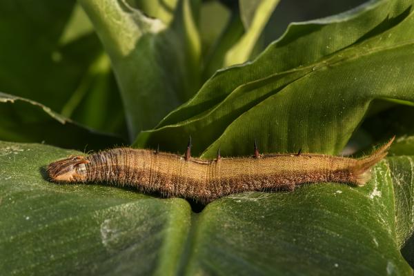 Mariposa búho: características, hábitat y alimentación - Reproducción de la mariposa búho