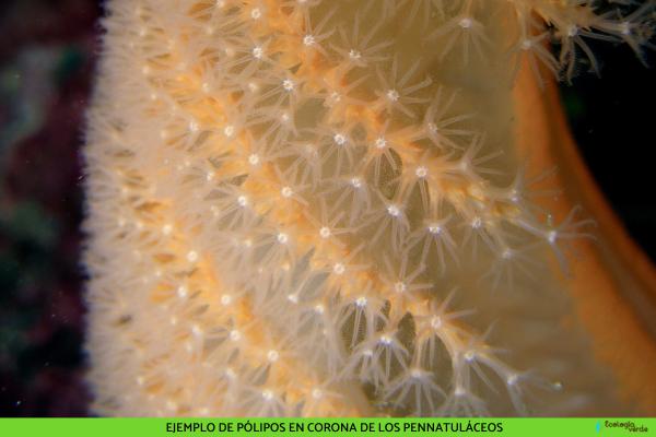 Plumas de mar: características, hábitat y alimentación - Características de las plumas de mar