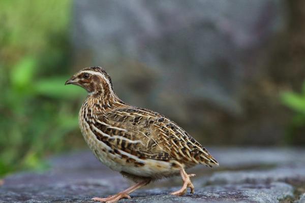 Animales que se hacen los muertos - Codorniz japonesa (Coturnix japonica)