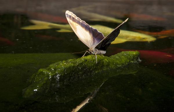 Mariposa búho: características, hábitat y alimentación - Hábitat de la mariposa búho