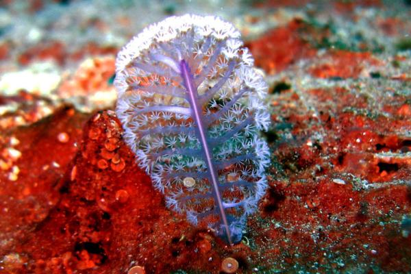 海百合（海羽毛）：特点、栖息地与食性全解析