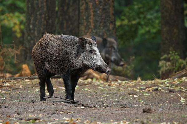 Depredadores de serpientes - Jabalí (Sus scrofa)