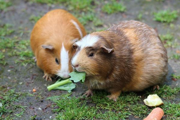 Animales que se hacen los muertos - Conejillo de indias o cobaya (Cavia porcellus)