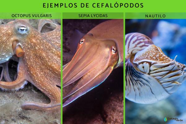 Cefalópodos: qué son, ejemplos y características - Ejemplos los cefalópodos