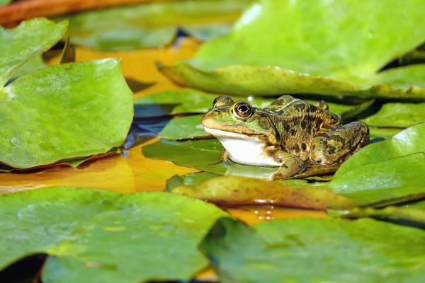 Animales que se regeneran - Ranas (Xenopus laevis)