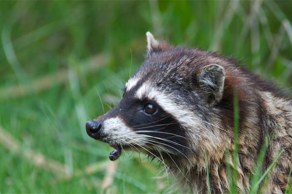 Depredadores de serpientes - Mapache (Procyon lotor)