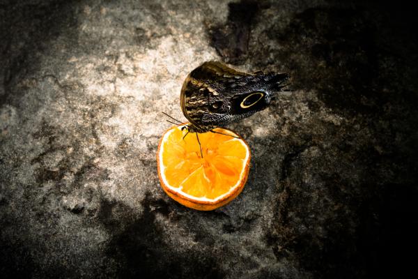 Mariposa búho: características, hábitat y alimentación - Alimentación de la mariposa búho