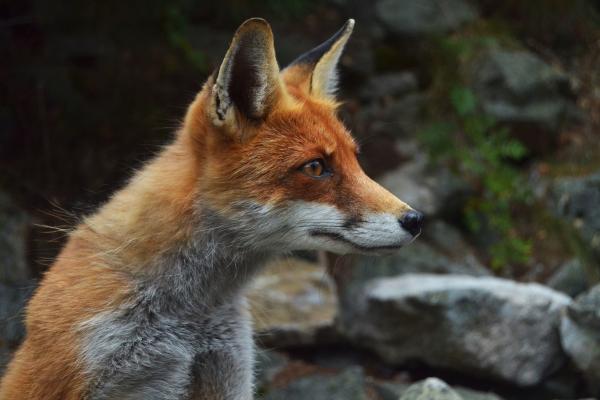 Depredadores de serpientes - Zorro (Vulpes vulpes)
