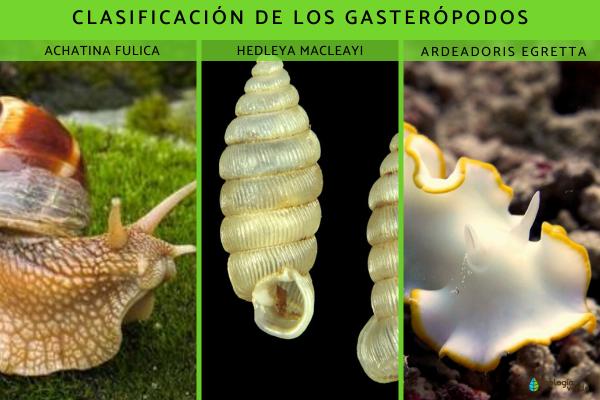 Qué son los gasterópodos: tipos y características - Tipos de gasterópodos
