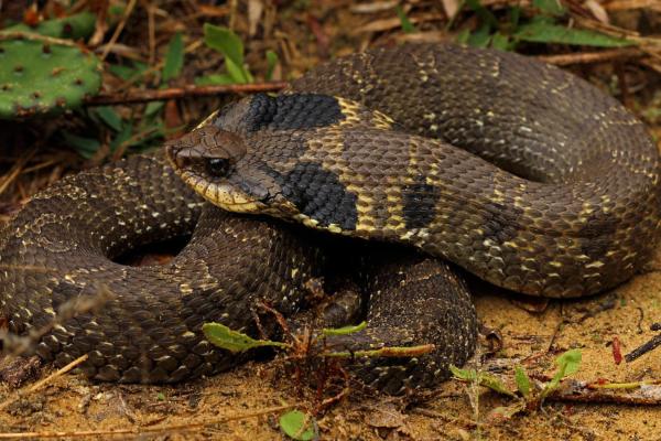 Animales que se hacen los muertos - Serpiente de hocico de cerdo (Heterodon Spp.)