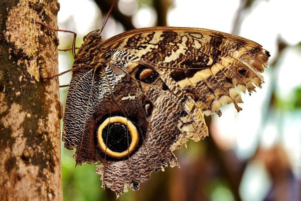 Mariposa búho: características, hábitat y alimentación