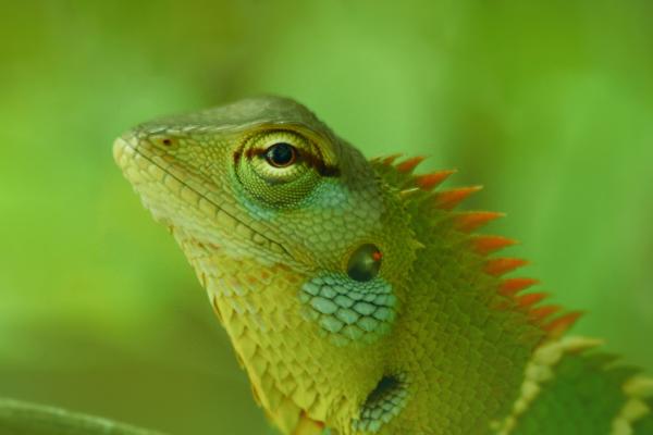 Animales que se hacen los muertos - Lagarto verde común de bosque (Calotes calotes)