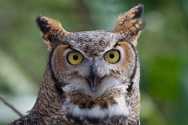 Depredadores de serpientes - Búho americano (Bubo virginianus)