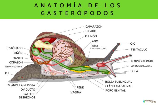 Qué son los gasterópodos: tipos y características - Características de los gasterópodos
