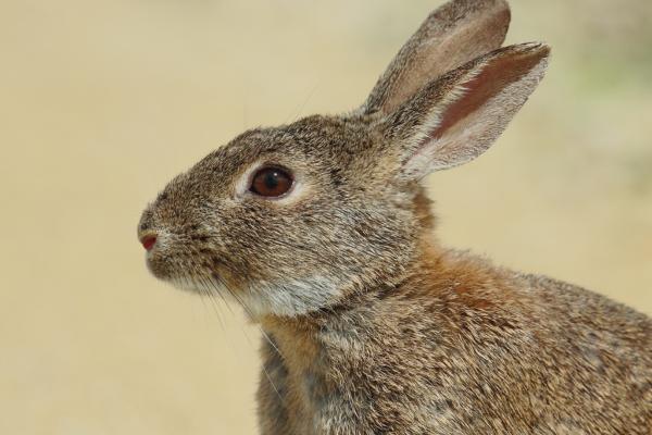 Animales que se hacen los muertos - Conejo europeo (Oryctolagus cuniculus)