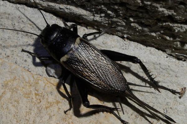 Animales que se hacen los muertos - Grillo mediterráneo o grillo de dos puntos (Gryllus bimaculatus)