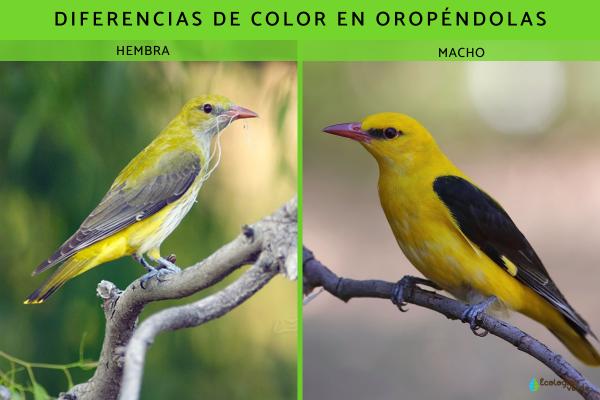 Oropéndola: características, hábitat y alimentación - Características de la oropéndola