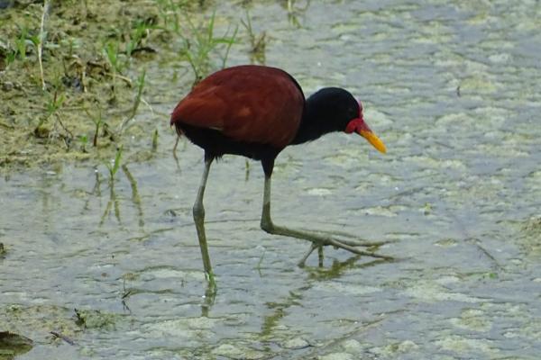 Animales que caminan sobre el agua - Jacana o ave Jesucristo (Jacana jacana)