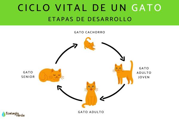 猫的一生：猫的生命周期及各阶段护理指南（从幼猫到老年猫）