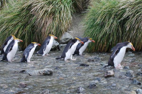Tipos de pingüinos - Pingüino real (Eudyptes schlegeli)