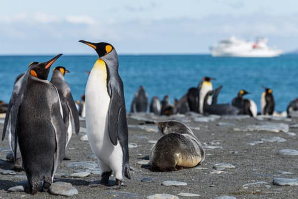 Tipos de pingüinos - Pingüino emperador (Aptenodytes forsteri)