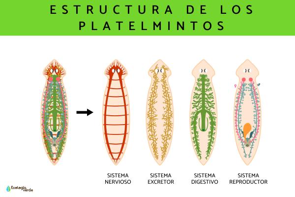 Platelmintos: características y ejemplos - Qué son los platelmintos y sus características