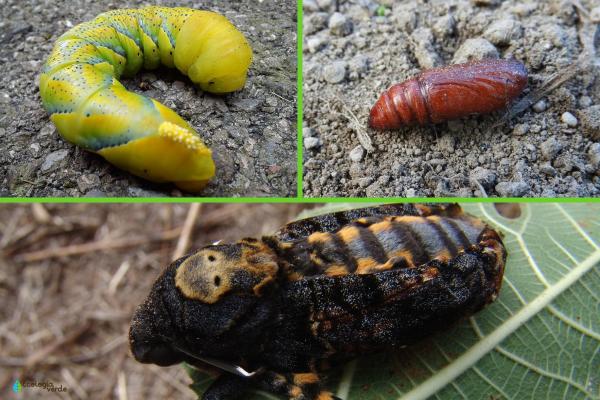 Acherontia atropos o mariposa calavera: características, hábitat y alimentación - Ciclo de vida de la Acherontia atropos