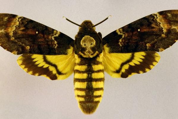 骷髅蛾（Acherontia atropos）：特征、栖息地与食性详解