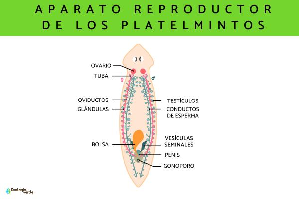 Platelmintos: características y ejemplos - Reproducción de los platelmintos