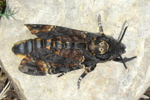 Acherontia atropos o mariposa calavera: características, hábitat y alimentación - Características de la mariposa calavera 