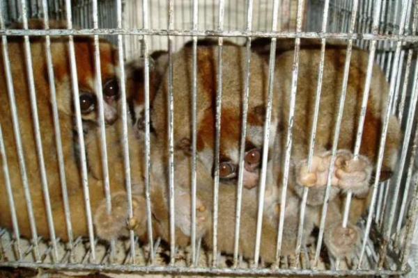 ¿Está el lémur en peligro de extinción? - Comercio ilegal de animales de compañía
