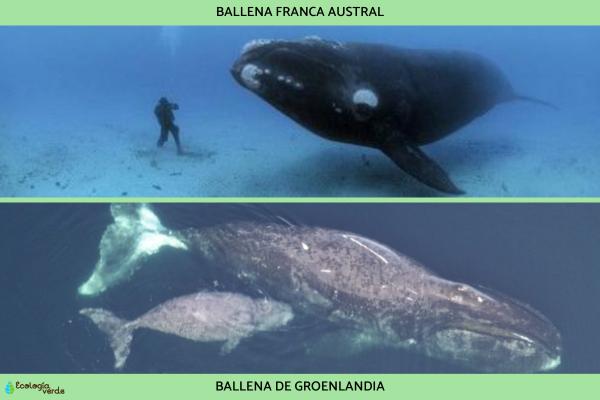 Tipos de ballenas - Balénidos
