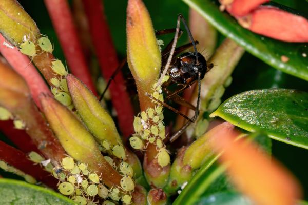 Hormiga carpintera: características, hábitat y reproducción - Qué comen las hormigas carpinteras