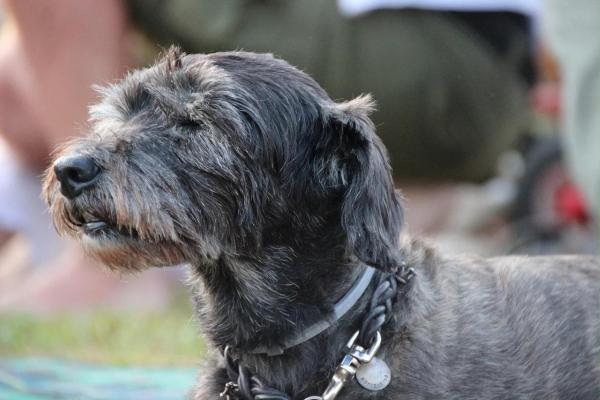 Ciclo de vida del perro - Vejez o perro senior