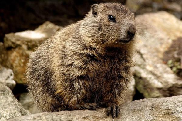 Marmota: características, hábitat y alimentación - Características de las marmotas 