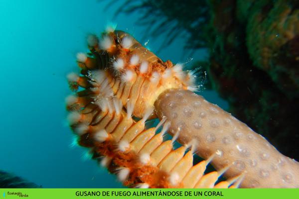 Gusano de fuego: características, hábitat y alimentación - Alimentación del gusano de fuego